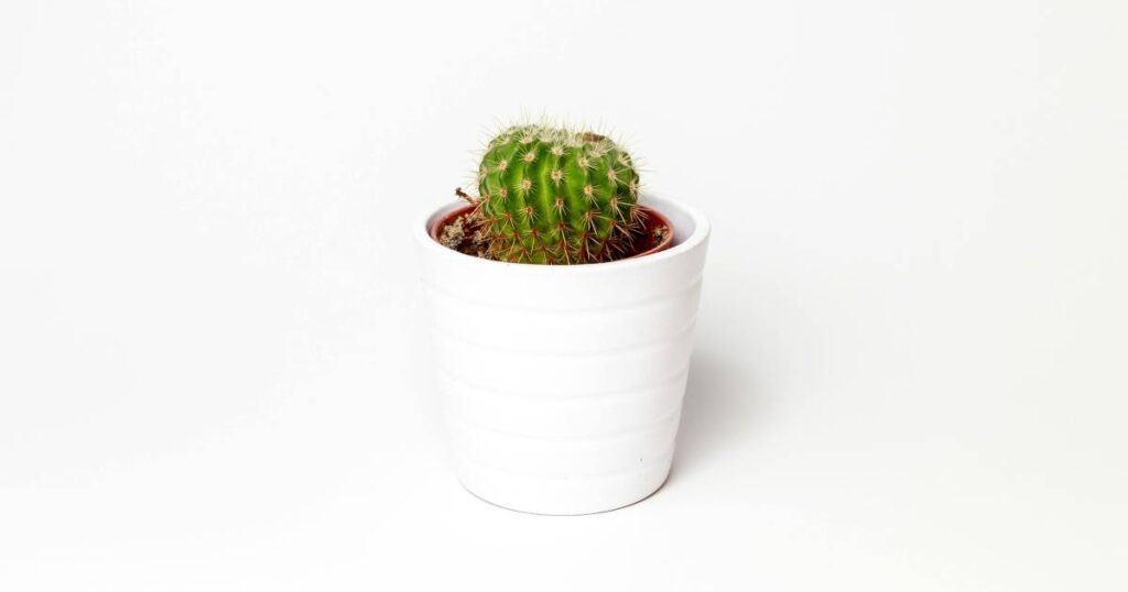 cactus minimaliste